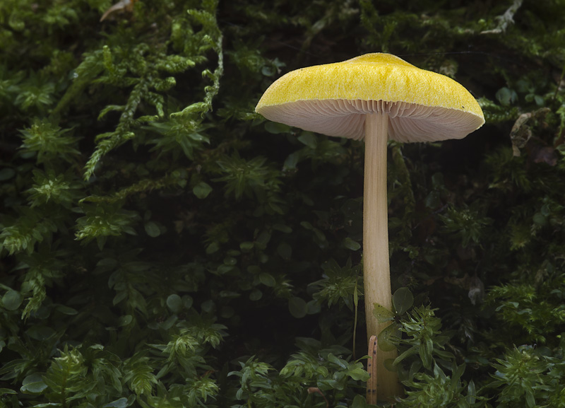 Pluteus leoninus